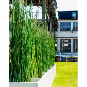 Equisetum-in-Dividerbox.jpg